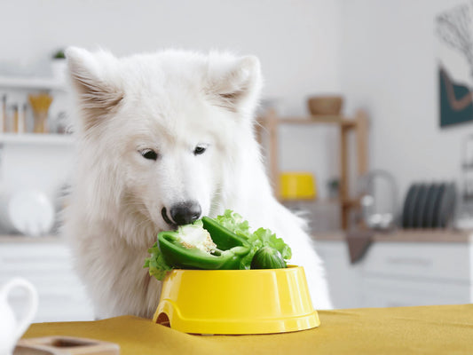 Understanding Pet Nutrition Through Every Life Stage