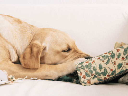 Gift Guide for Dogs: Tailored Choices for Every Pup and Owner