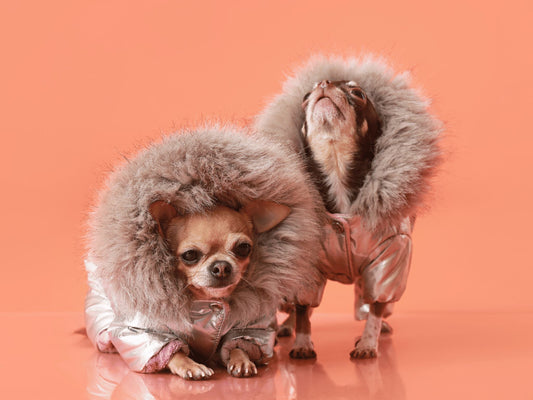 Winter Gear Must-Haves for Pets