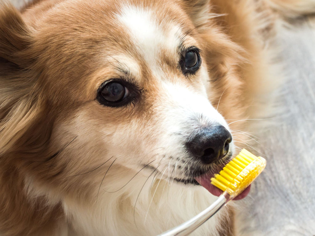 Pet Dental Hygiene