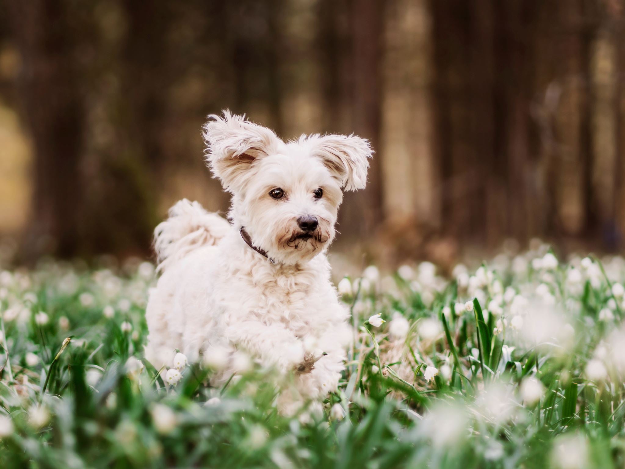 6 Simple & Pet-Friendly Spring Adventures (With Tips) – Lesure Pet