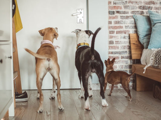 How (and Why) You Should Consider Getting a Petsitter