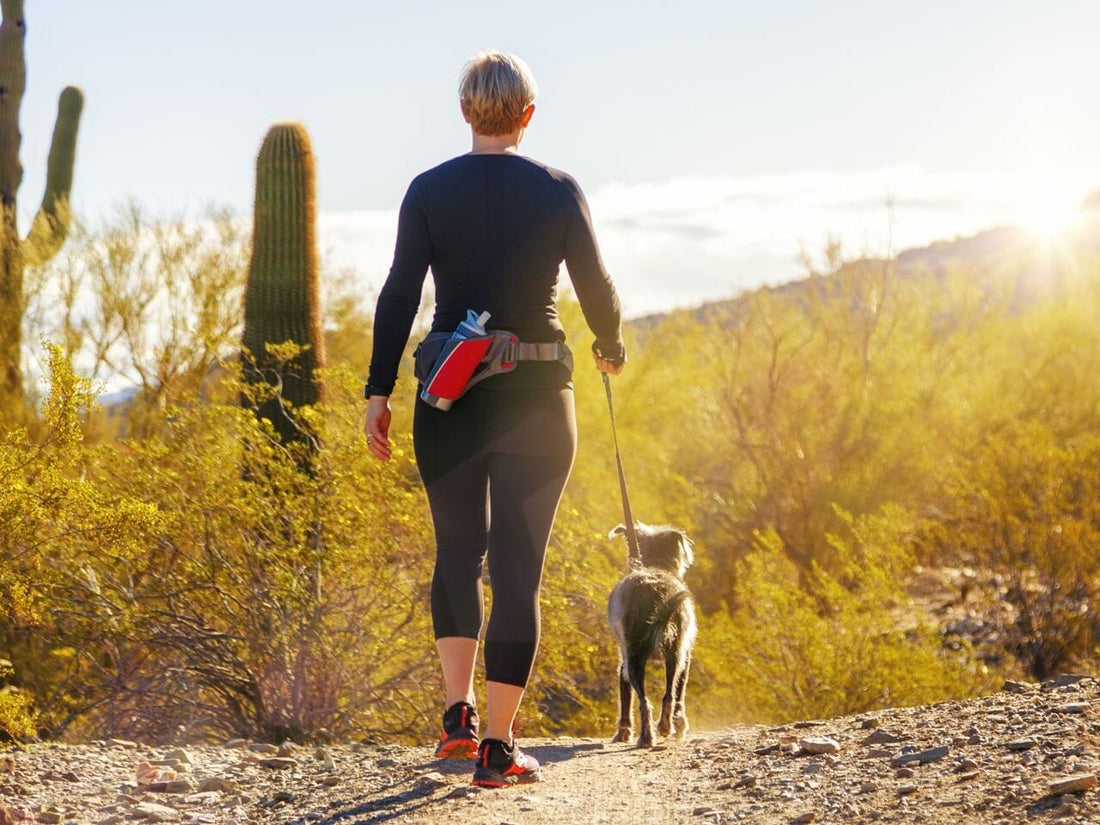 A Guide to Summer Fitness with Your Pet