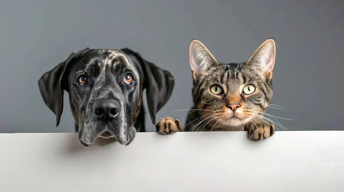Pet Rivalry of Cuteness - Dogs vs Cats
