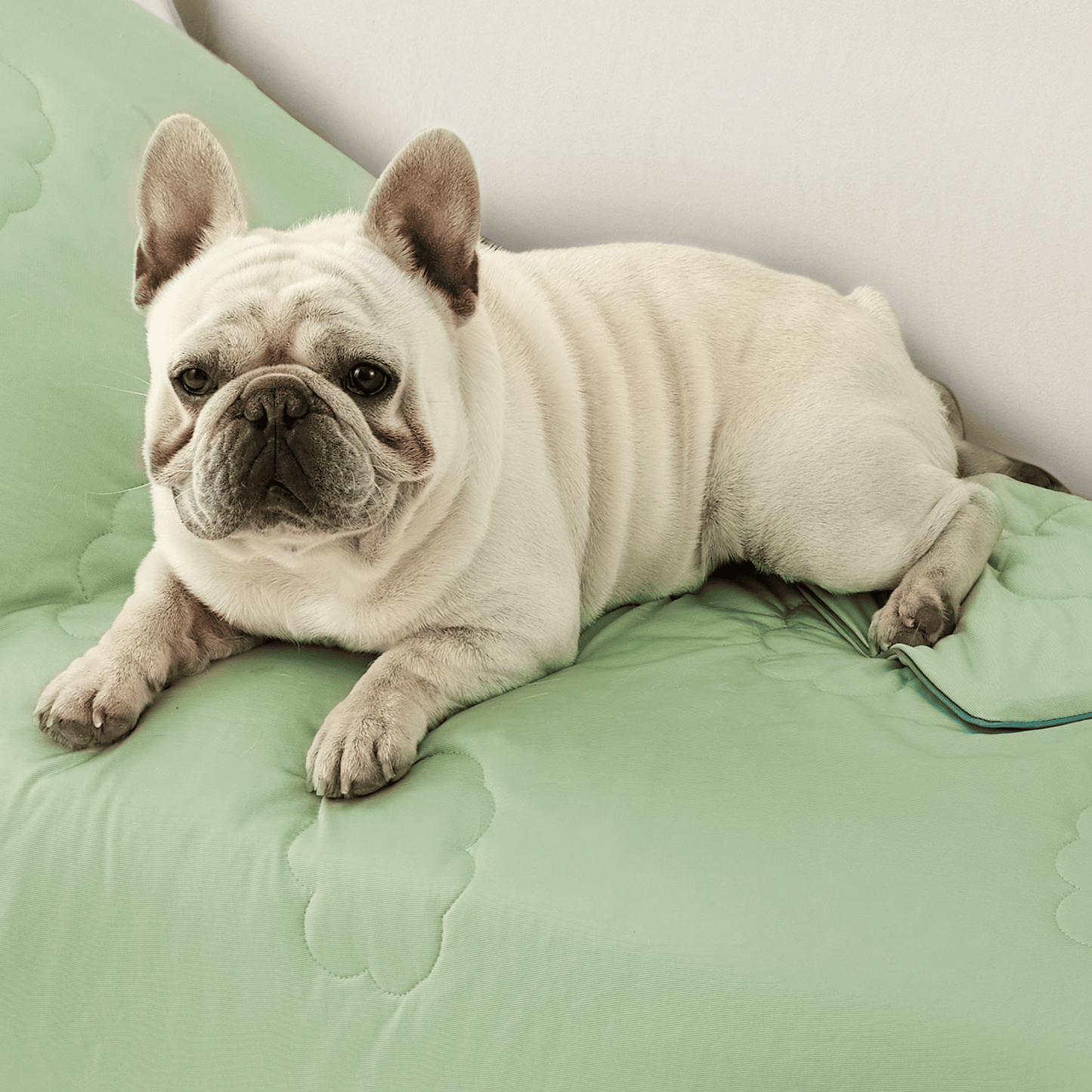 Cooling Pet Blanket