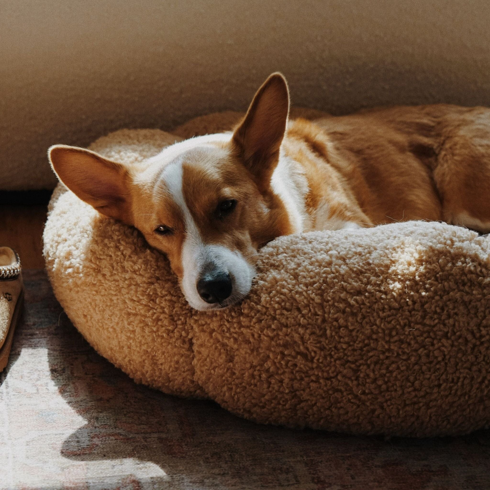 Calming bed online for dogs