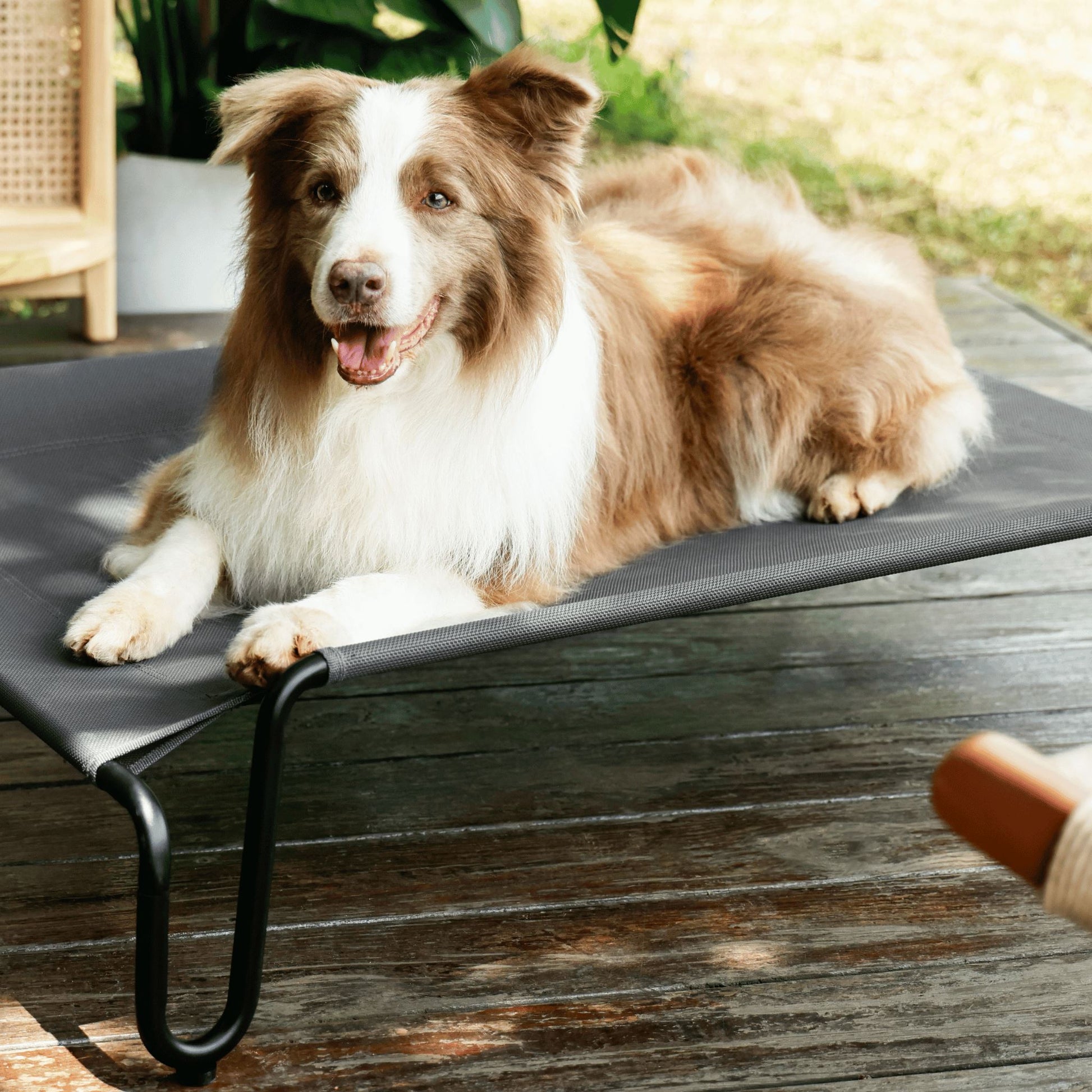 Easy Assembly Elevated Bed Pet Supplies Lesure Pet